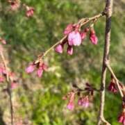 ヒメ日記 2026/04/03 09:24 投稿 よね 熟女の風俗最終章 仙台店