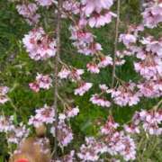 ヒメ日記 2026/04/06 10:44 投稿 よね 熟女の風俗最終章 仙台店