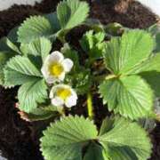 ヒメ日記 2026/04/08 07:44 投稿 よね 熟女の風俗最終章 仙台店