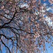 ヒメ日記 2026/04/08 09:04 投稿 よね 熟女の風俗最終章 仙台店