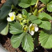 ヒメ日記 2026/04/13 11:24 投稿 よね 熟女の風俗最終章 仙台店