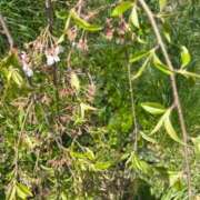 ヒメ日記 2026/04/15 12:27 投稿 よね 熟女の風俗最終章 仙台店