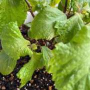 ヒメ日記 2026/04/27 14:14 投稿 よね 熟女の風俗最終章 仙台店