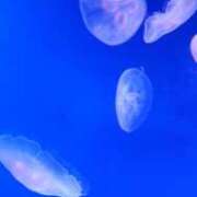 ヒメ日記 2026/02/08 07:03 投稿 りこ BABY LIPS