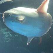 ヒメ日記 2026/01/24 18:52 投稿 ★桜河あおい★ CLUB39（クラブサンキュー）