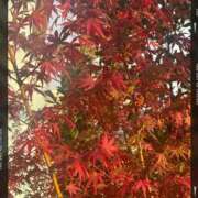 ヒメ日記 2025/11/20 06:03 投稿 なるみ 池袋人妻城