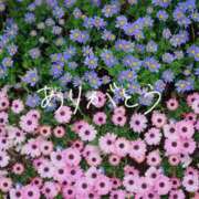 ヒメ日記 2026/02/15 00:33 投稿 なるみ 池袋人妻城