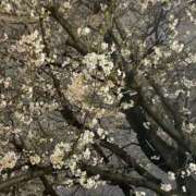 ヒメ日記 2026/04/02 16:15 投稿 しょうこ シークレットタッチ