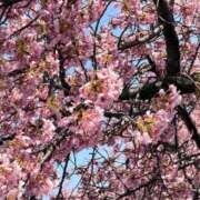 ヒメ日記 2026/03/08 19:15 投稿 ゆうたん サティアンまーと