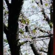 ヒメ日記 2026/04/08 12:37 投稿 ゆうたん サティアンまーと