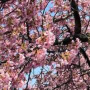 ヒメ日記 2026/04/11 08:39 投稿 ゆうたん サティアンまーと