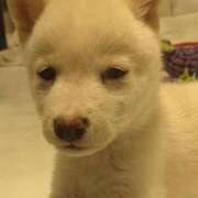 ヒメ日記 2025/11/06 22:21 投稿 はるか 池袋サンキュー