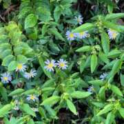 ヒメ日記 2025/11/10 15:57 投稿 みあ 東京エステコレクション 新橋・銀座