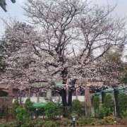 ヒメ日記 2026/03/28 12:53 投稿 ひとみ 熟女の風俗最終章 立川店