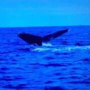 ヒメ日記 2026/04/19 14:29 投稿 ひとみ 熟女の風俗最終章 立川店