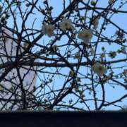 ヒメ日記 2026/02/03 10:42 投稿 吉瀬しおり 三丁目の奥様（東京ハレ系）