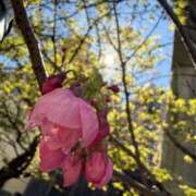 ヒメ日記 2026/03/16 00:29 投稿 吉瀬しおり 三丁目の奥様（東京ハレ系）