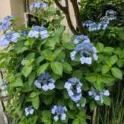 ヒメ日記 2026/06/19 05:16 投稿 カホ マテリアル