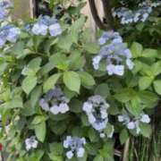 ヒメ日記 2026/06/24 09:31 投稿 カホ マテリアル