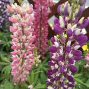 ヒメ日記 2026/04/10 19:27 投稿 綾瀬(あやせ) 人妻最後の砦 水戸店