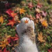 ヒメ日記 2025/11/04 09:54 投稿 めぐ 東京エステコレクション 新橋・銀座