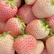 ヒメ日記 2026/01/13 13:10 投稿 めぐ 東京エステコレクション 新橋・銀座