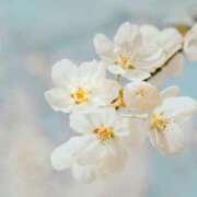 ヒメ日記 2025/10/12 16:23 投稿 いちか 川崎・東横人妻城