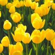 ヒメ日記 2025/10/13 10:58 投稿 いちか 川崎・東横人妻城