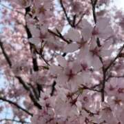 ヒメ日記 2026/03/25 15:49 投稿 ひなの ぐっすり山田　上野店