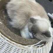 ヒメ日記 2025/10/04 22:07 投稿 ねお 秋葉原鑑賞ガール