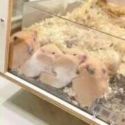 ヒメ日記 2025/10/10 14:07 投稿 ねお 秋葉原鑑賞ガール