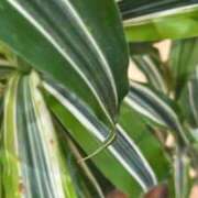 ヒメ日記 2025/10/02 20:21 投稿 まりる 卒業したて。