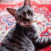 ヒメ日記 2025/11/19 17:12 投稿 道明寺みれい 五十路マダムエクスプレス豊橋店（カサブランカグループ）