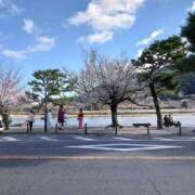 ヒメ日記 2026/04/02 14:36 投稿 道明寺みれい 五十路マダムエクスプレス豊橋店（カサブランカグループ）