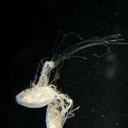 ヒメ日記 2025/10/29 11:45 投稿 なごみ コスパラ(梅田)