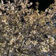 ヒメ日記 2026/04/16 01:01 投稿 べる ぐっすり山田　池袋店