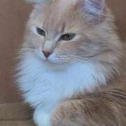 ヒメ日記 2026/02/06 12:23 投稿 なつ ギン妻パラダイス 和歌山店