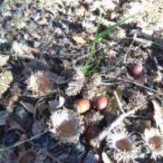 ヒメ日記 2025/10/26 11:28 投稿 みかさ 錦糸町人妻セレブリティ（ユメオト）