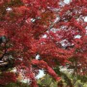 ヒメ日記 2025/11/21 22:29 投稿 ちかこ 一夜妻