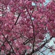 ヒメ日記 2026/03/31 09:59 投稿 ちかこ 一夜妻