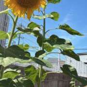 ヒメ日記 2026/07/12 15:29 投稿 ちかこ 一夜妻