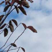 ヒメ日記 2025/11/22 22:12 投稿 大島かおり 熟女パラダイス京都店（カサブランカグループ）