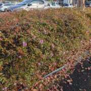 ヒメ日記 2025/11/26 11:30 投稿 大島かおり 熟女パラダイス京都店（カサブランカグループ）