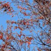 ヒメ日記 2025/11/26 23:30 投稿 大島かおり 熟女パラダイス京都店（カサブランカグループ）