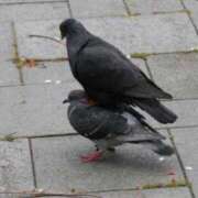 ヒメ日記 2026/01/14 13:05 投稿 れむ ぐっすり山田 横浜店