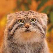 ヒメ日記 2026/01/16 17:05 投稿 れむ ぐっすり山田 横浜店