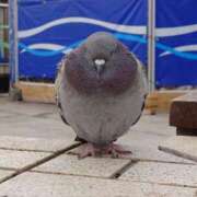 ヒメ日記 2026/03/05 16:05 投稿 れむ ぐっすり山田 横浜店