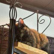 ヒメ日記 2025/11/03 03:55 投稿 りの ぐっすり山田 横浜店