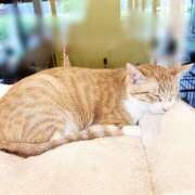 りの ねっこ ぐっすり山田 横浜店