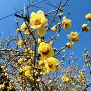 ヒメ日記 2026/01/19 08:25 投稿 乙葉 舞 こあくまな熟女たち 倉敷店(KOAKUMAグループ)